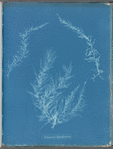 Delesseria hypoglossum