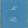 Nitophyllum versicolor