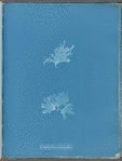 Nitophyllum versicolor