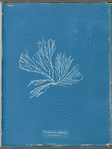 Rhodomenia palmata β Sarniensis