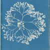 Chylocladia ovalis
