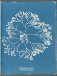 Chylocladia ovalis