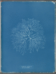 Gelideum corneum var. pinnatum