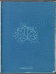 Grateloupia filicina