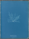 Polysiphonia fibrata