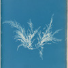 Polysiphonia byssoides