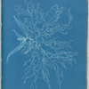 Ceramium rubrum, var.