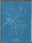 Ceramium rubrum, var.