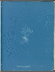 Ceramium fastigiatum