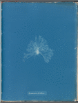 Ceramium strictum