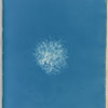Callithamnion roseum
