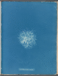 Callithamnion roseum