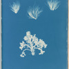 Conferva arcta