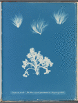 Conferva arcta