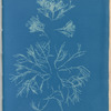 Corallina officinalis