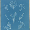 Corallina elongata