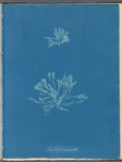 Corallina squamata