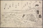 Gathering lotus (late summer)