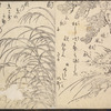 The pine and the Susuki