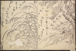 The pine and the Susuki