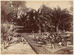 Botanical Gardens. Sydney, N. S. W.