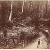 Fern Tree Bower, Tasmania