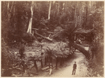 Fern Tree Bower, Tasmania