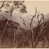 From Hokitika Road, N. Z.