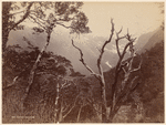 From Hokitika Road, N. Z.