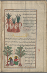 Heading omitted], qasab al-dharîrâ [top]; Balsam tree (Commiphora spp.), al-balasân [bottom]