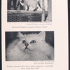 Actors: Pets