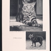 Actors: Pets