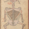 Tasrîh-i Mansûrî. [Back view of a human  skeleton with the head shown from above.]