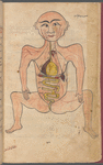 Tasrîh-i Mansûrî  [The human body, illustrating the veins, heart, liver, kidney and intestines]