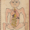 Tasrîh-i Mansûrî. [The human body, similar to fol. 29v, but mouth omitted]