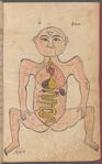 Tasrîh-i Mansûrî. [The human body, similar to fol. 29v, but mouth omitted]