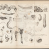 Plate III