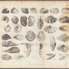 Plate II