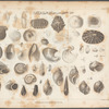 Plate VII