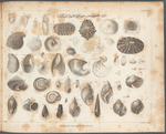 Plate VII