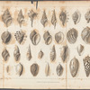 Plate V