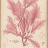 Plate XLV