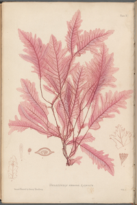 The nature-printed British sea-weeds