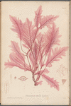 Plate XLV