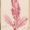 Plate LXVII