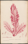 Plate LXVII