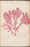 Plate LXVIII