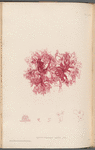 Plate LXXI