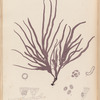 Plate LXXIV: Dumoutia filiformis, Grev.