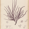 Plate LXXIV